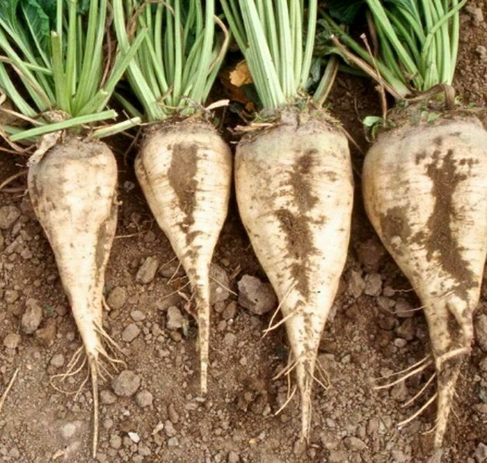 100 Ct Sugar Beet Garden NON-GMO Heirloom Vegetable Seeds | www.seedsplantworld.com