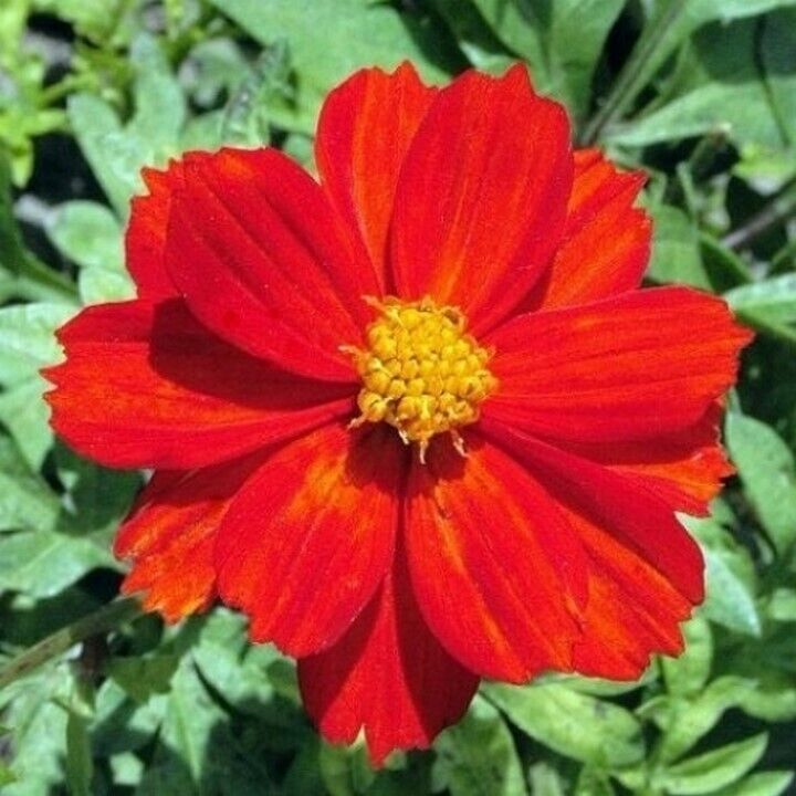 100 Ct Cosmos Dwarf Red Sulphur Cosmos Sulphureus Annual Bees Flower Seeds | www.seedsplantworld.com