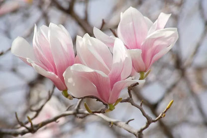 Saucer Magnolia Soulangeana Live Plant 2.5" Pot