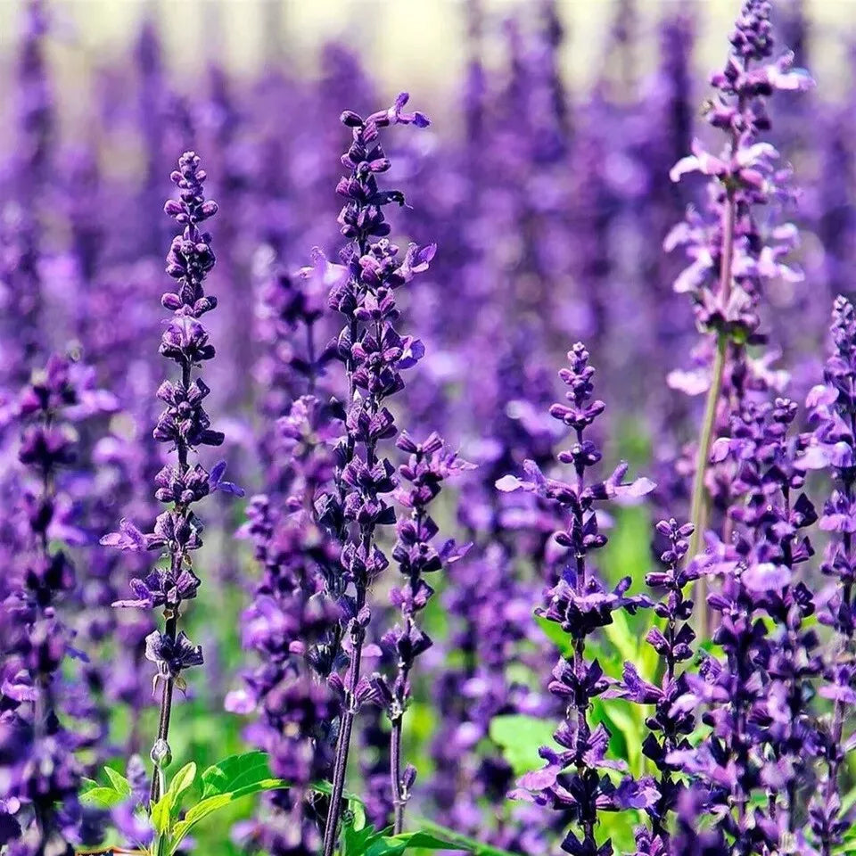 50 Munstead Lavender Seeds Heirloom Non-GMO Herb Seeds | www.seedsplantworld.com