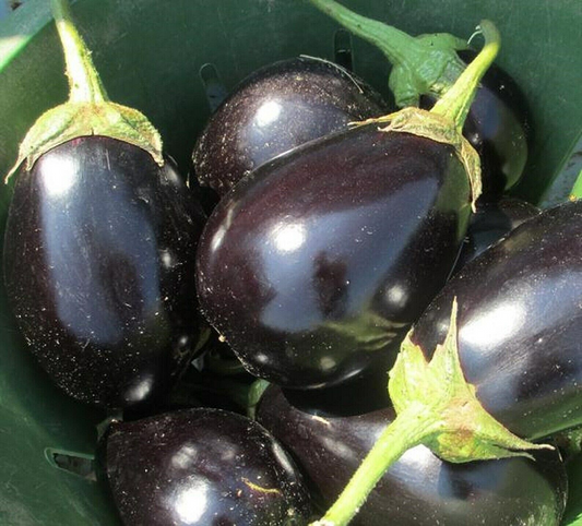 300 Eggplant Black Beauty Spring Garden Heirloom Non-Gmo Vegetable Seeds | www.seedsplantworld.com