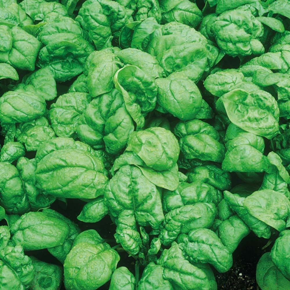 100+ Spinach Bloomsdale Dark Green Garden Heirloom Vegetable Seeds | www.seedsplantworld.com