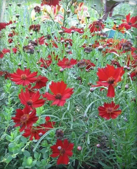 50 Mahogany Midget Coreopsis Tinctoria Red Dwarf Flower Seeds | www.seedsplantworld.com