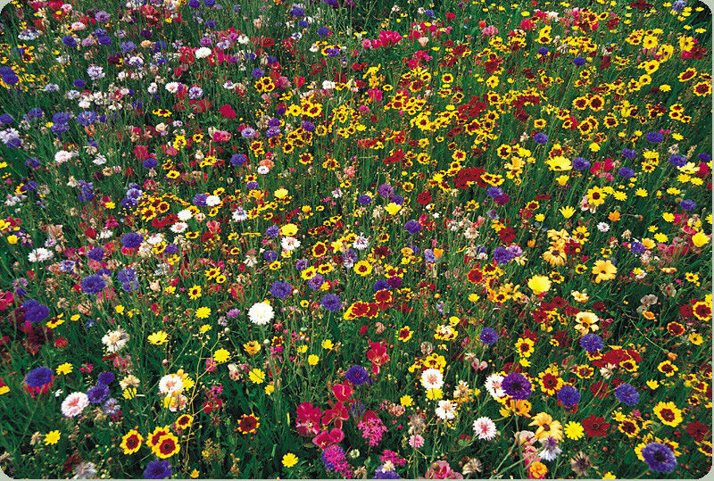 2000 Wildflower Mix Wild Flower Seeds | www.seedsplantworld.com