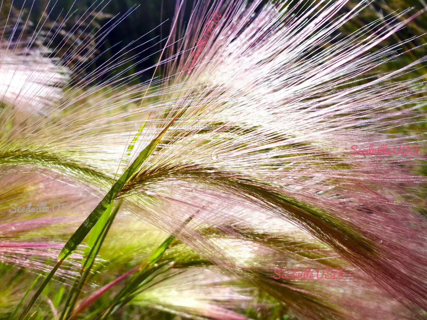 300 Bottlebrush Squirreltail Rye Grass Elymus Elymoides Sitanion Hystrix Seeds | www.seedsplantworld.com