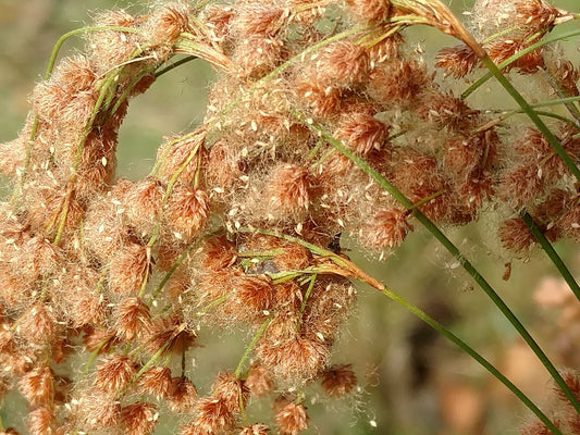 1000 Wool Grass 6' Tall Pond Water Plant Seeds | www.seedsplantworld.com