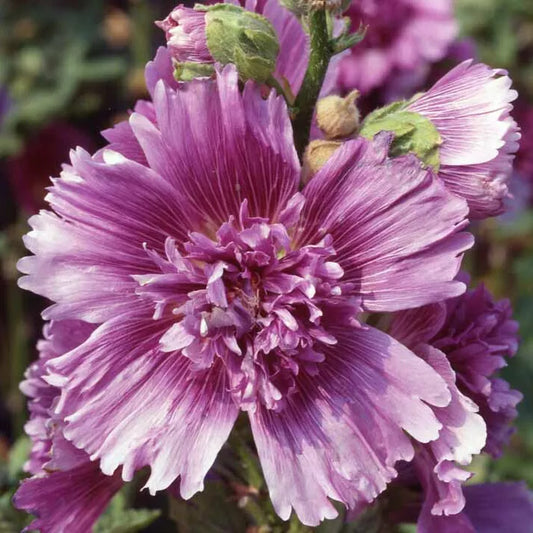 20 Queeny Purple Hollyhock Seeds Non-GMO Flower Seeds | www.seedsplantworld.com