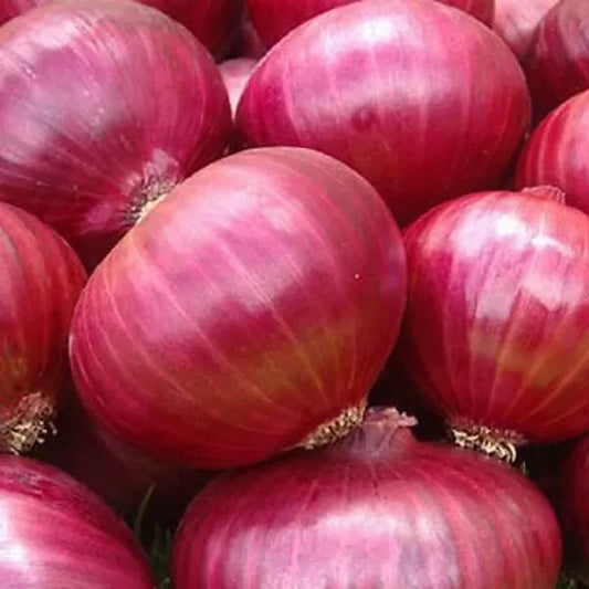 200 Red Grano Onion Seeds Heirloom Non-GMO Vegetable Seeds | www.seedsplantworld.com