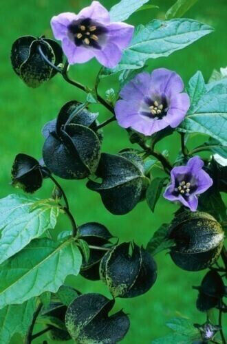 60 Shoo Fly Nicandra Shoofly Lavender Blue Flowers Seeds | www.seedsplantworld.com