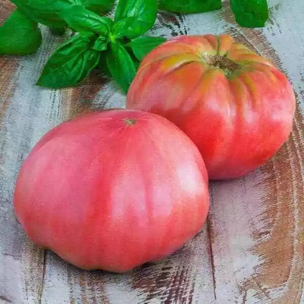 30 Pink Brandywine Tomato Seeds Non-GMO Vegetable Seeds | www.seedsplantworld.com