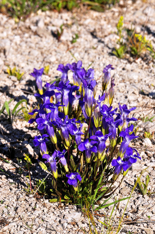 200 Fringed Gentian Gentiana Crinita Gentianopsis Native Herb Blue Flower Seeds | www.seedsplantworld.com