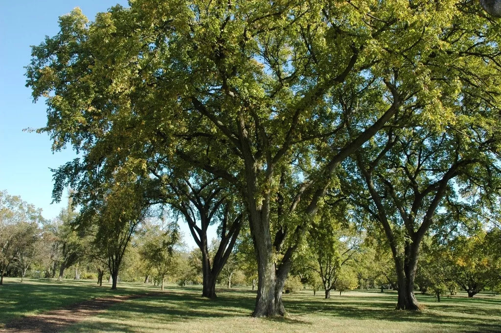 72 Elm Siberian Elm Tree Seeds | www.seedsplantworld.com