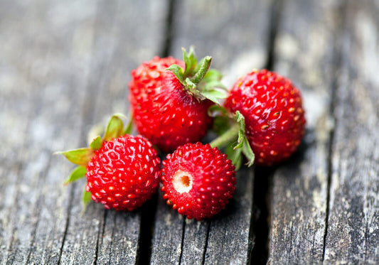 165 Strawberry Wild Baron Fragaria Vesca Fruit Seeds | www.seedsplantworld.com