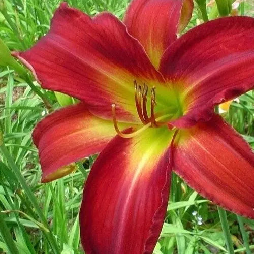 1 Daylily Breathless Beauty Live Perennial Bulb Bare Root Plant Hemerocallis Bulbs Plant