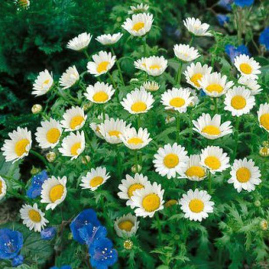 430 Daisy Creeping Dwarf Only 8" Tall Flower Seeds | www.seedsplantworld.com