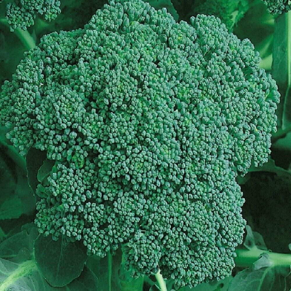 50 Organic Calabrese Green Sprouting Broccoli NON-GMO Vegetable Seeds | www.seedsplantworld.com