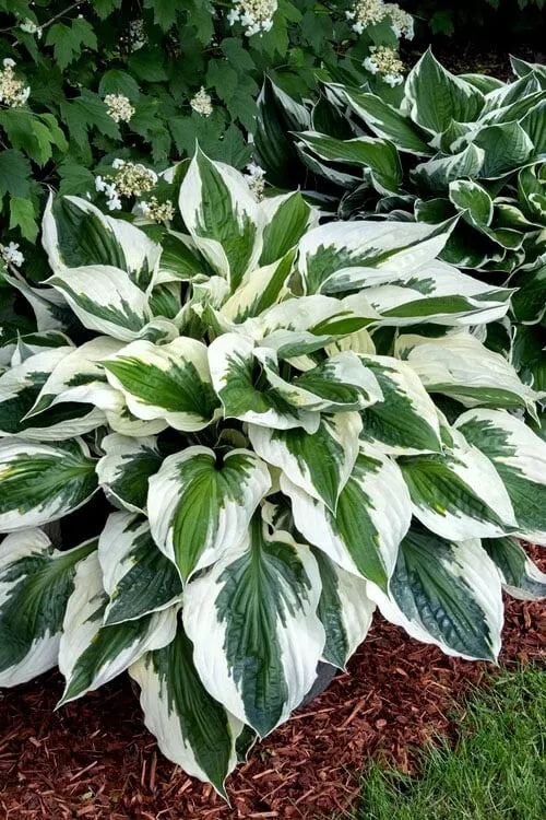 1 Minuteman Hosta Bare Root Plant Heat Tolerant Perennial Spring Shipping Rooted Plant | www.seedsplantworld.com