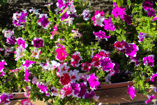 50 Picotee Petunia Multiflora Mixed Colors Bicolor Blue Purple Red Flower Seeds | www.seedsplantworld.com