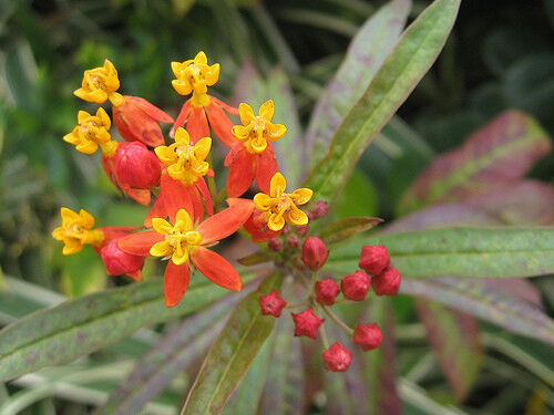 35 Blood Flower Milkweed Tropical Bloodflower Asclepias Curassavica Flower Seeds | www.seedsplantworld.com