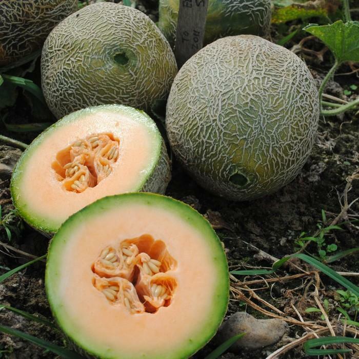 50+ Edisto 47 Cantaloupe Muskmelon NON-GMO Heirloom Fruit Seeds | www.seedsplantworld.com