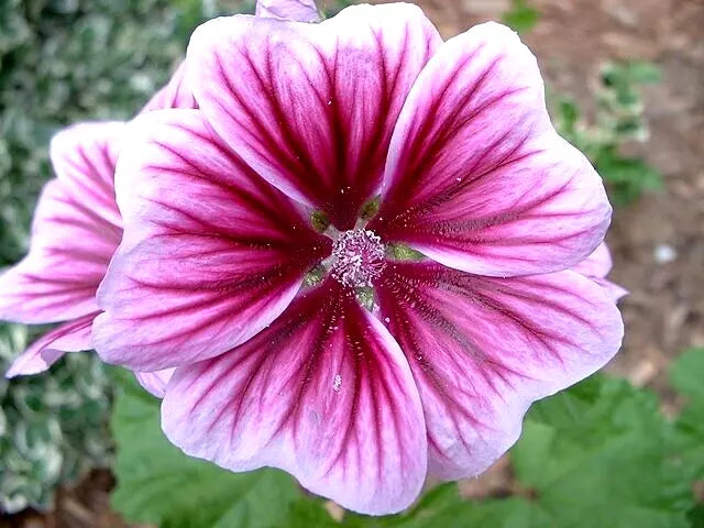 Zebra Mallow 100 Seeds | www.seedsplantworld.com