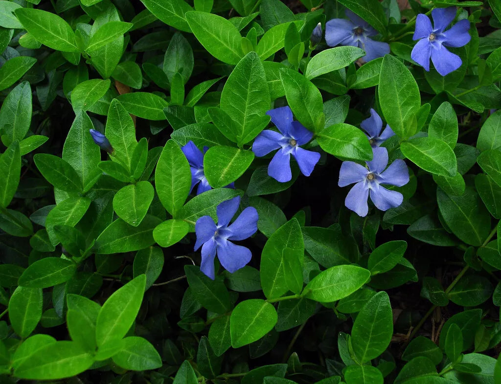 Vinca Minor Vine Graveyard Vine Live Plant 4" Pot