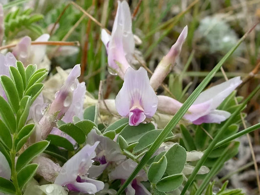 10 Ground Plum Flower Cover Ground Plum Milkvetch Astragalus Crassicarpus Seeds | www.seedsplantworld.com