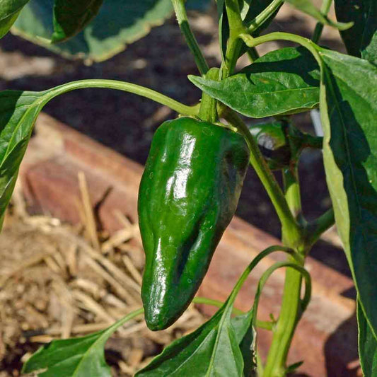 25+ Ancho Poblano Pepper NON-GMO Heirloom Vegetable Seeds | www.seedsplantworld.com