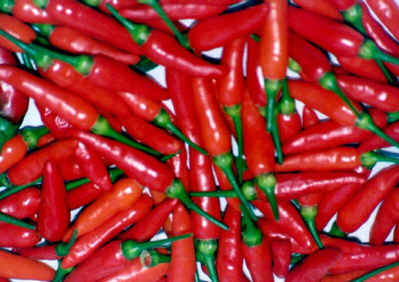 30 Pepper Tabasco Hot Pepper Vegetable Seeds | www.seedsplantworld.com