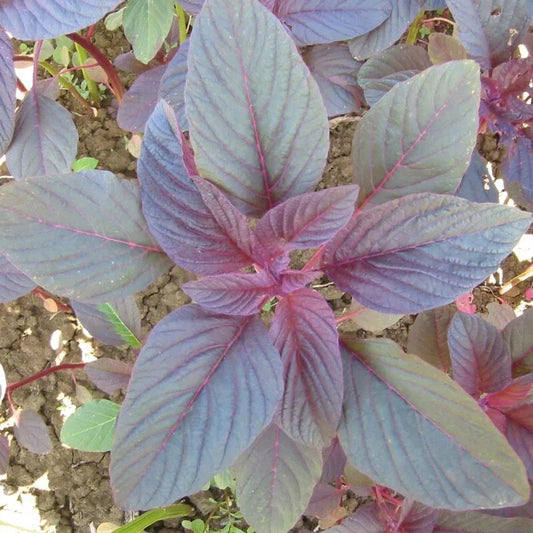 2000 Red Garnet Amaranth Seeds (Red Spinach) Amaranth Seeds Non Gmo Vegetable Seeds | www.seedsplantworld.com