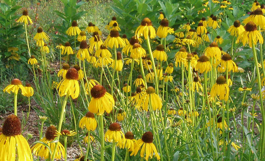 300 Coneflower Prairie Likes It Dry Yellow Flower Seeds | www.seedsplantworld.com