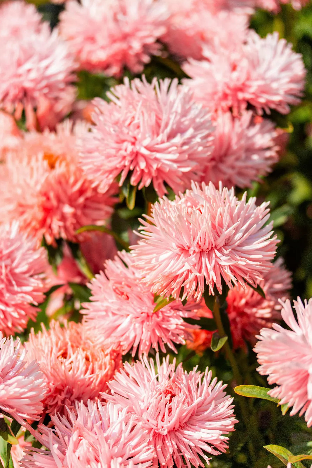 30 Salmon Needle Aster Callistephus Chinensis Unicom Flower Seeds | www.seedsplantworld.com