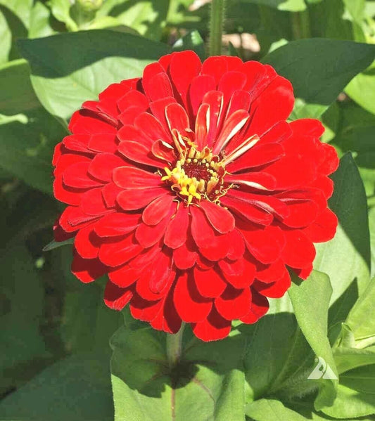 300 Red Zinnia Flower Seeds