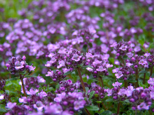 880 Thyme Creeping Thyme-Walk On Me Flower Seeds | www.seedsplantworld.com