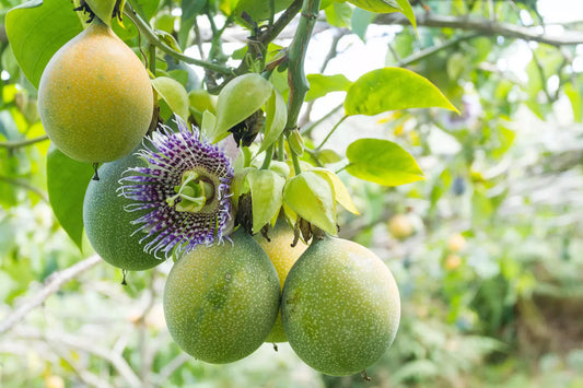 10 Sweet Granadilla Yellow Passionfruit Passiflora Ligularis Fruit Vine Seeds | www.seedsplantworld.com