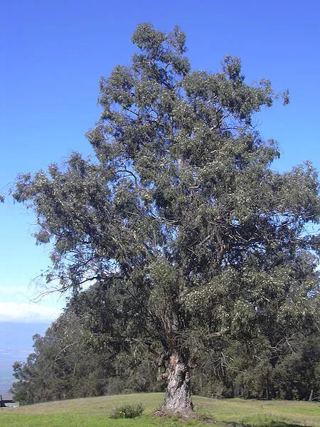 25 Tasmanian Blue Gum Tree / Eucalyptus Globulus White Flower Seeds | www.seedsplantworld.com