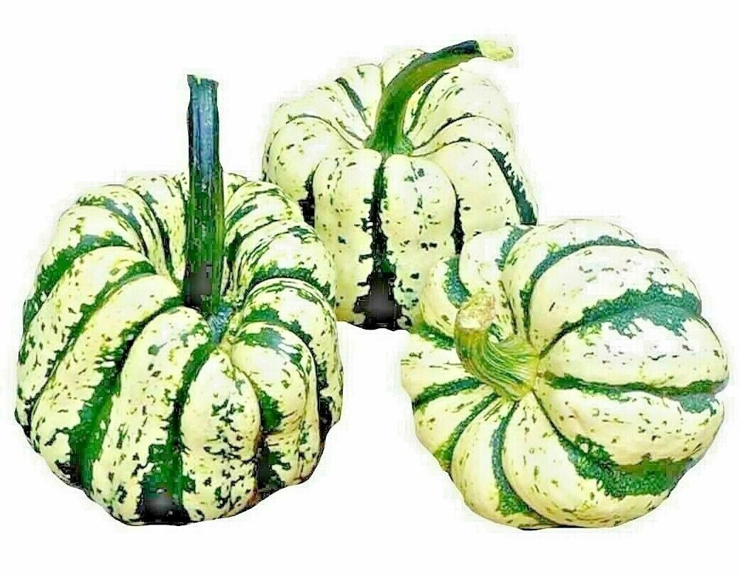 20 Sweet Squash Spring Vegetable Tasty Vegetable Seeds | www.seedsplantworld.com