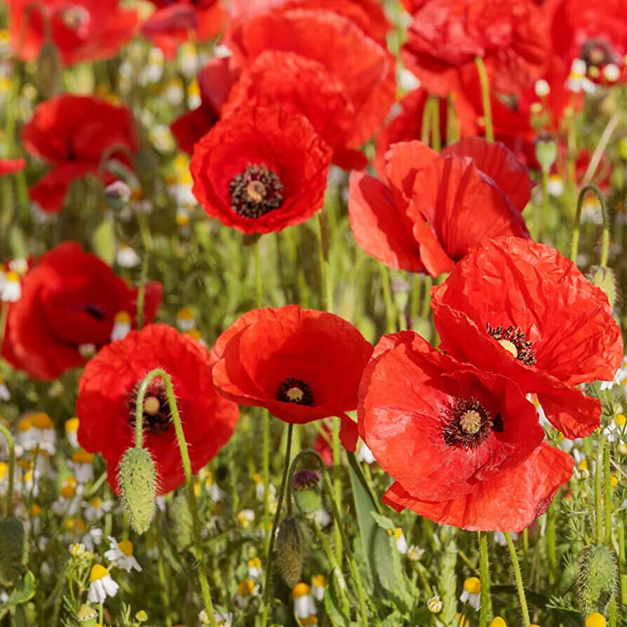 575 Poppy Shirley Red Blooms Corn Flower Seeds | www.seedsplantworld.com