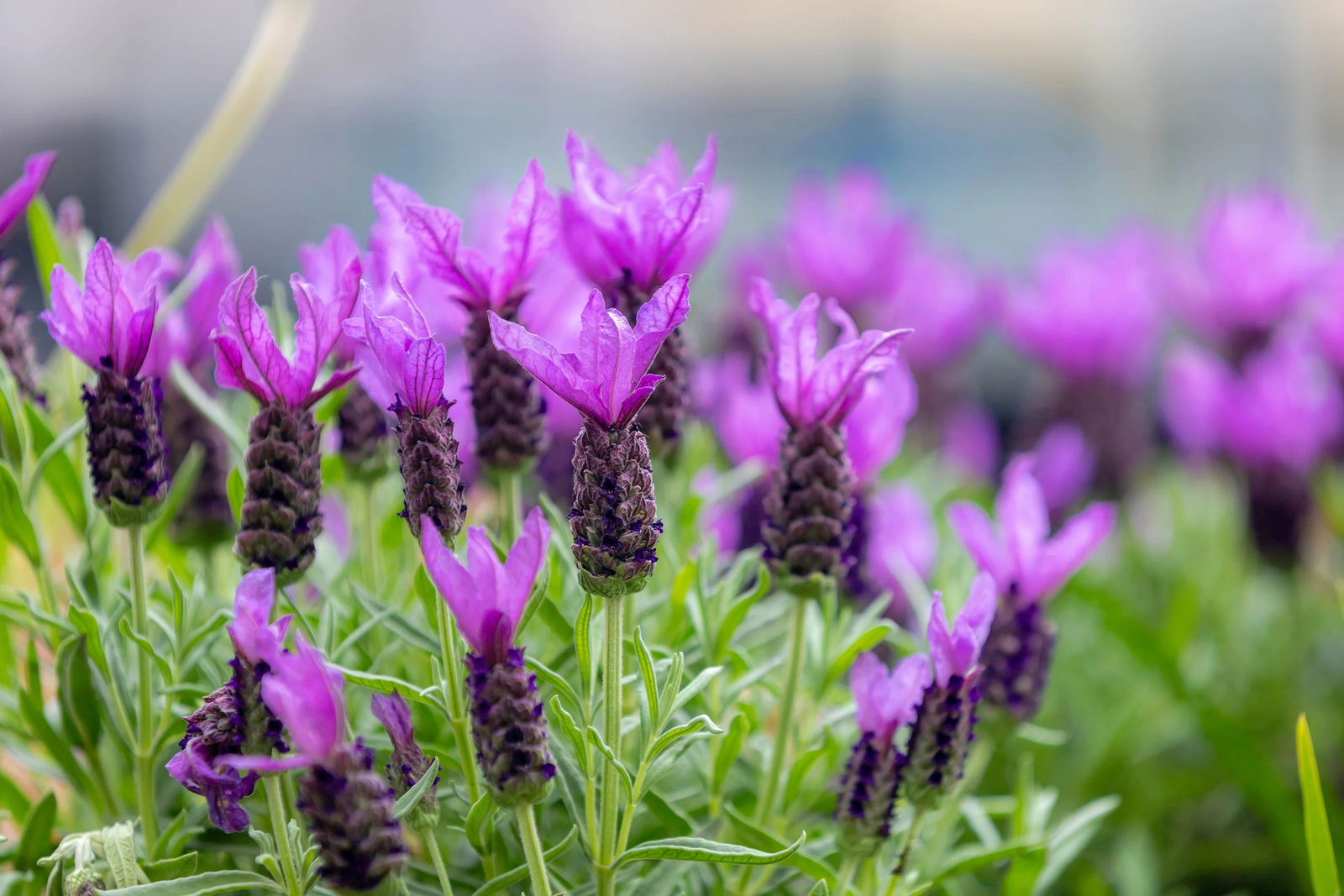 100 French Lavender Butterfly Spanish Topped Lavandula Stoechas Flower Herb Seeds | www.seedsplantworld.com