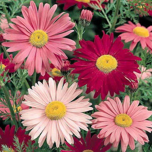 300+ Painted Daisy Flower Seeds | www.seedsplantworld.com