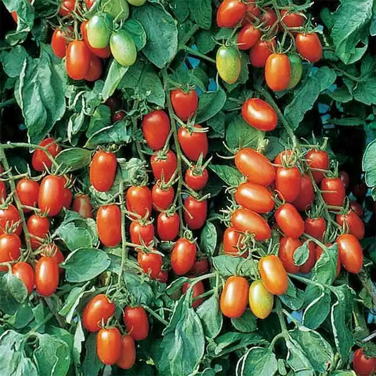 10 Juliet F1 Hybrid Tomato Seeds Non-GMO Vegetable Seeds | www.seedsplantworld.com