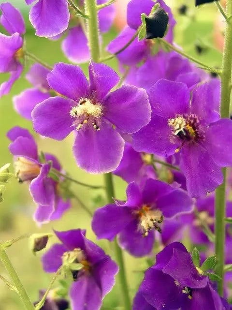 50 Violetta Verbascum Phoeniceum Purple Mullein Nectar Flower Seeds | www.seedsplantworld.com