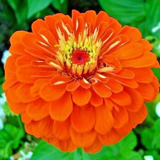 301 Orange Zinnia Flower Seeds