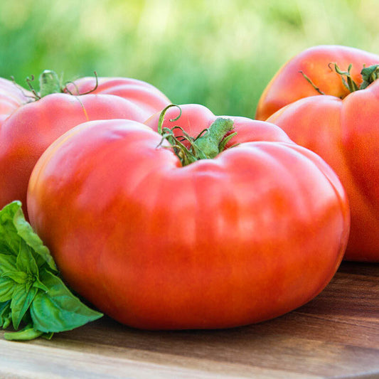 100 Ct Red Brandywine Tomato Heirloom NON-GMO Vegetable Seeds | www.seedsplantworld.com