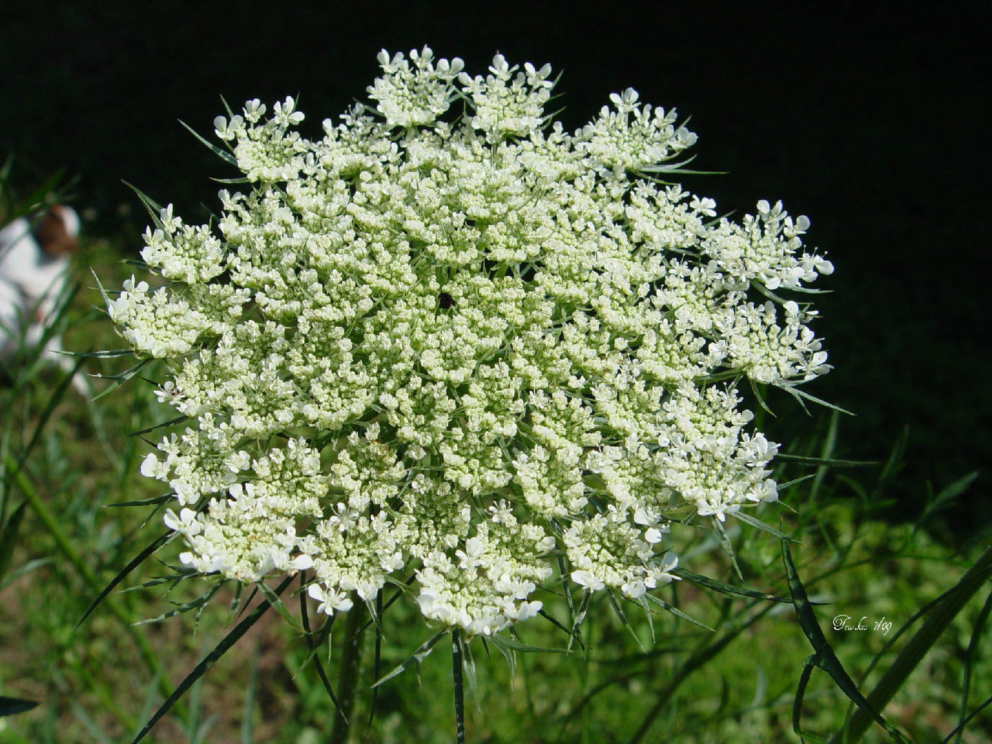 265 Queen Annes Lace Daucus Carota White Flower Seeds | www.seedsplantworld.com