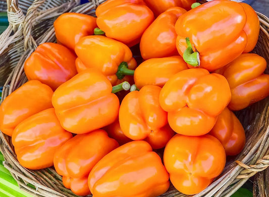 100 Orange King Bell Pepper Sweet Capsicum Annuum Vegetable Seeds | www.seedsplantworld.com