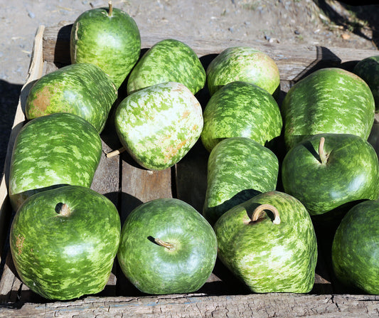 25 Small Apple Gourd Cucurbita Pepo Ornamental Squash Seeds | www.seedsplantworld.com