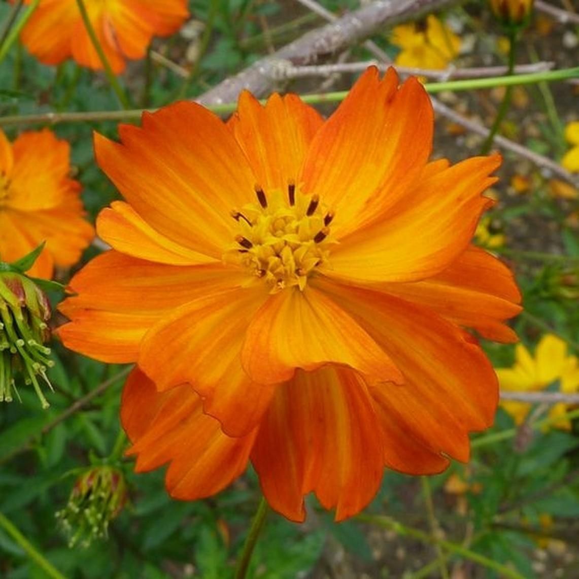 100 Ct Cosmos Tall Orange Sulphur Garden Annual Flower Seeds | www.seedsplantworld.com