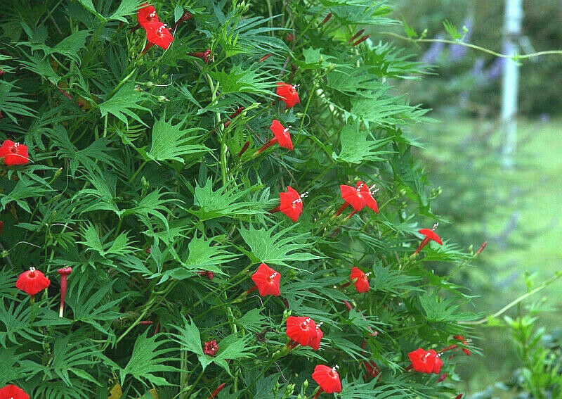 24 Cardinal Climber Vine Hummingbirds Red Flower Seeds | www.seedsplantworld.com