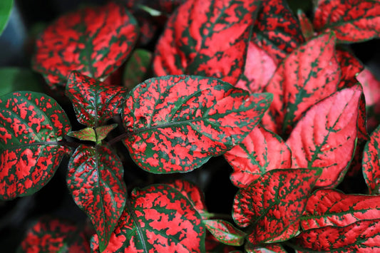 10 Dwarf Red Polka Dot Plant Splash Select Hypoestes Phyllostachya Flower Seeds | www.seedsplantworld.com